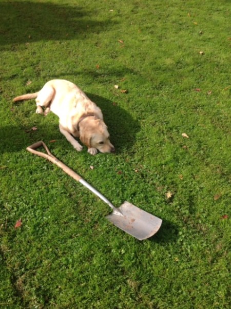 garden.spade