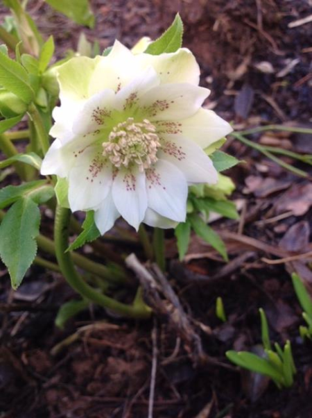 hellebore